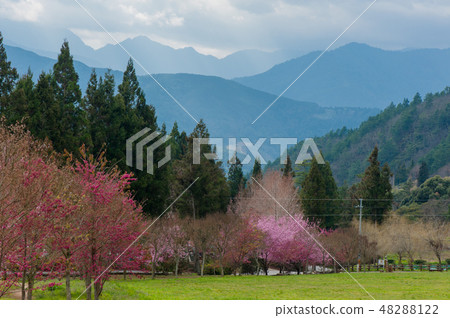 櫻花盛開櫻花武陵農場台灣台中春天 48288122