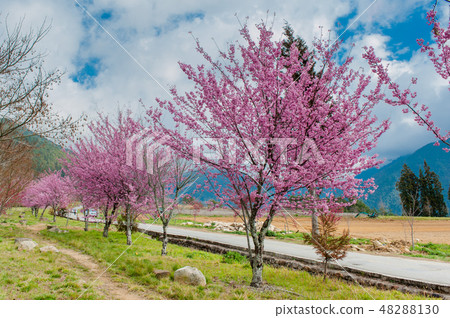 櫻花盛開櫻花武陵農場台灣台中春天 48288130