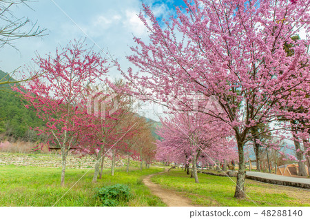 Cherry tree full bloom Sakura Wuling Farm Taiwan Taichung Spring 48288140
