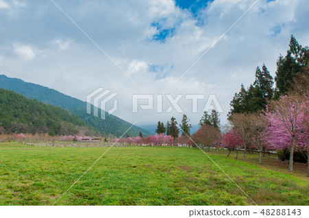 Cherry tree full bloom Sakura Wuling Farm Taiwan Taichung Spring Cherry tree full bloom Sakura Wuling Farm Taiwan Taichung Spring 48288143
