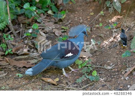 Kummoribat Kummoribat 48288346