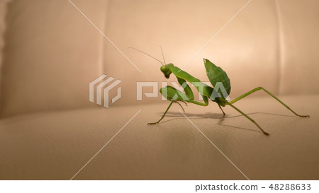 Mantis Mantis 48288633