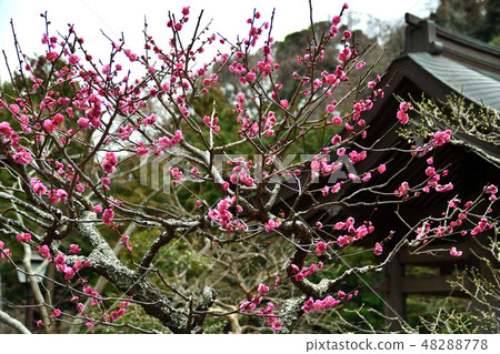 Red flower of Kuroji Temple 48288778