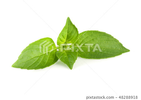 basil herb leaves isolated on white background closeup basil herb leaves isolated on white background closeup 48288918