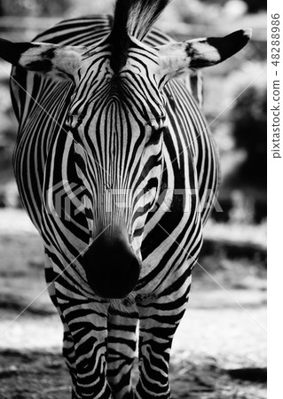 Hartman Yama Zebra 28 Hartman Yama Zebra 28 48288986