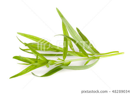 Sprig of tarragon isolated on a white background. Artemisia dracunculus Sprig of tarragon isolated on a white background. Artemisia dracunculus 48289034
