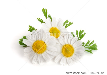 Three chamomile or daisies with leaves isolated on white background 48289184