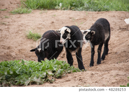 Three young black lamb playing on pasture Three young black lamb playing on pasture 48289253