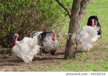 turkey male or gobbler grazing on a green grass background turkey male or gobbler grazing on a green grass background 48289334