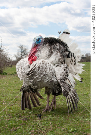 turkey male or gobbler closeup on green grass with blue sky turkey male or gobbler closeup on green grass with blue sky 48289385