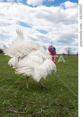 white turkey male or gobbler closeup on green grass with blue sky white turkey male or gobbler closeup on green grass with blue sky 48289387