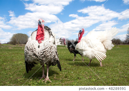 turkey male or gobbler in the village turkey male or gobbler in the village 48289391