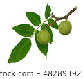Green walnuts on a branch isolated on white 48289392