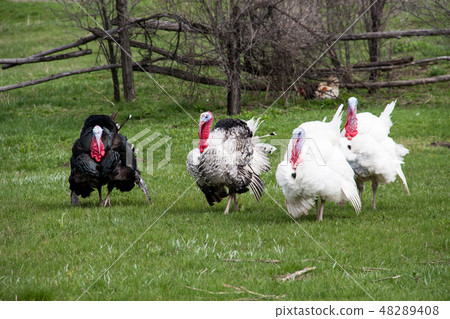 turkey male or gobbler grazing on a green grass background turkey male or gobbler grazing on a green grass background 48289408