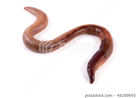 one earthworms isolated on white background one earthworms isolated on white background 48289693