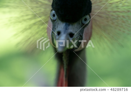 White-crowned crane 48289716