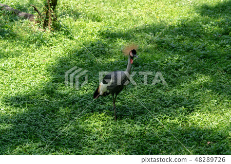White-crowned crane White-crowned crane 48289726