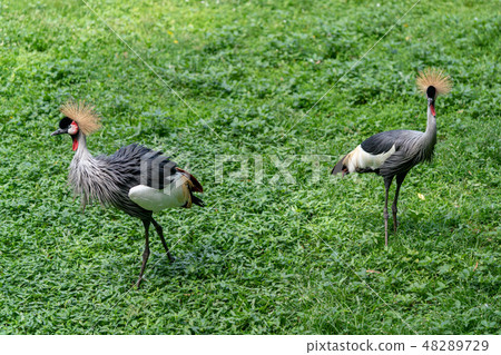 White-crowned crane 48289729