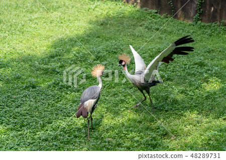White-crowned crane 48289731