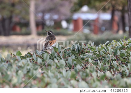 野生鳥類畫眉 野生鳥類畫眉 48289815