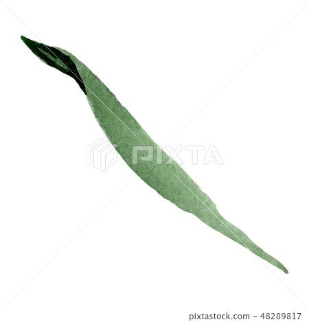 Green daisy leaf. Floral botanical flower. Watercolor background set. Isolated daisy illustration 48289817