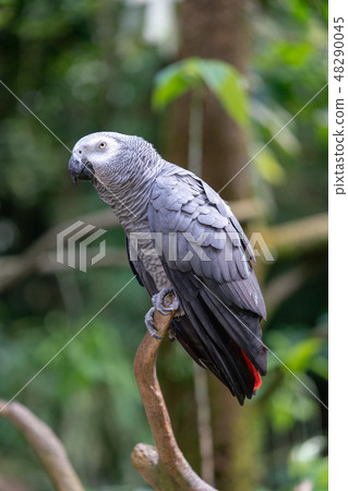 Yeum（灰鸚鵡） 48290045