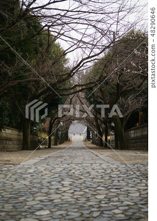 藤澤市Ryugyoji“Irohazaka” 48290646