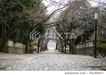 藤澤市Ryugyoji“Irohazaka” 藤澤市Ryugyoji“Irohazaka” 48290647