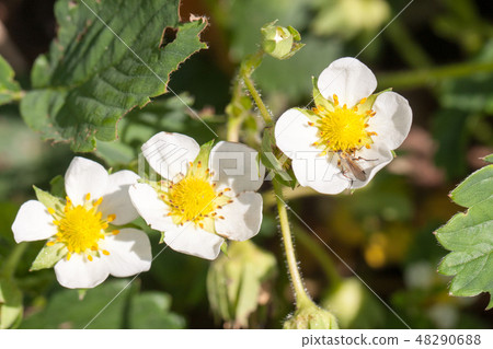 Closeup macro strawberry flower blossom at sunny summer day 48290688