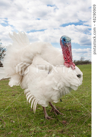 white turkey male or gobbler closeup on the blue sky background white turkey male or gobbler closeup on the blue sky background 48290909