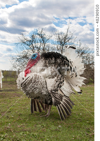 turkey male or gobbler closeup on the blue sky background 48290910