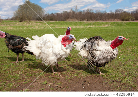 turkey male or gobbler grazing on a green grass background turkey male or gobbler grazing on a green grass background 48290914
