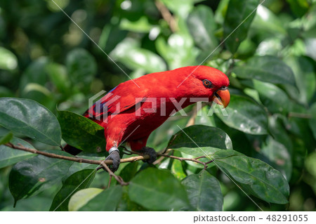 Colorful parrot Colorful parrot 48291055