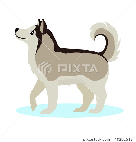 Pretty Alaskan Malamute icon, big furry dog, isolated on white background 48291512