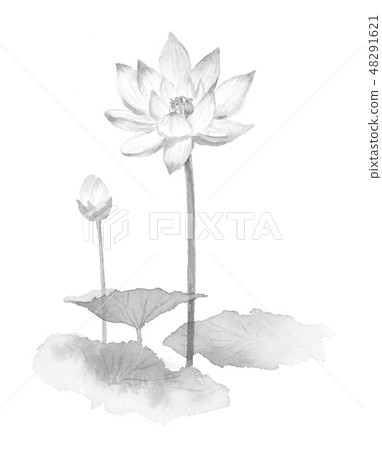 Lotus flower light touch Lotus flower light touch 48291621