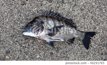 Chine Chine 48291765