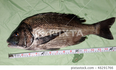 Chine Chine 48291766