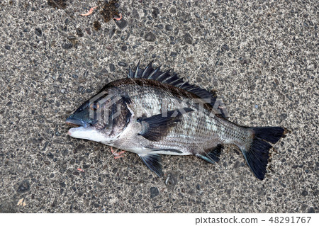 Chine Chine 48291767