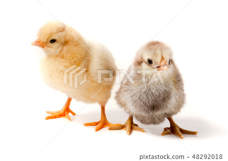 two little chicken isolated on white background 48292018