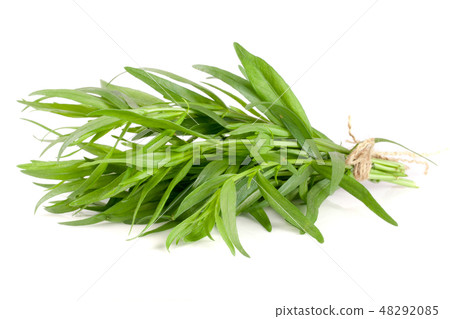 tarragon isolated on a white background. Artemisia dracunculus 48292085