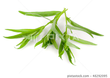 Sprig of tarragon isolated on a white background. Artemisia dracunculus Sprig of tarragon isolated on a white background. Artemisia dracunculus 48292095