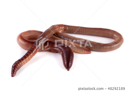 Two earthworms isolated on white background Two earthworms isolated on white background 48292189