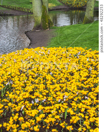 Colorful crocus bloom at the Keukenhof Gardens Colorful crocus bloom at the Keukenhof Gardens 48292253