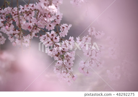 櫻桃樹 櫻桃樹 48292275