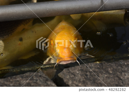 Japanese beautiful Nishikigoi 48292282