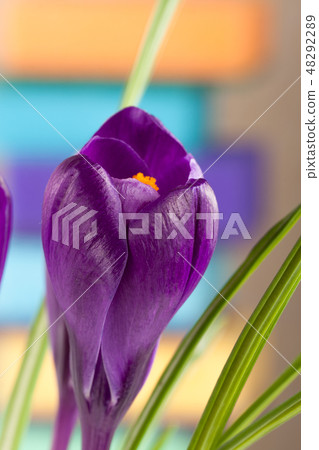 Crocus flowers on a colored background closeup Crocus flowers on a colored background closeup 48292289