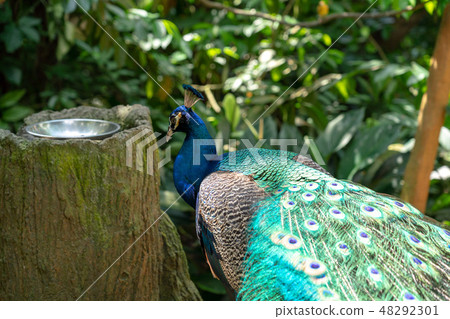 Male peacock 48292301