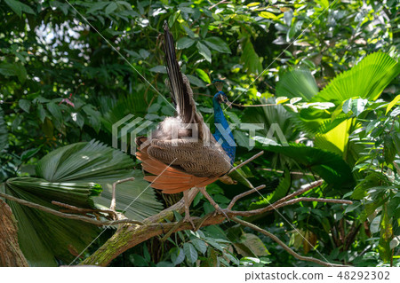 Female peacock 48292302