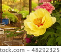 Yushi-en · Yellow peony 48292325