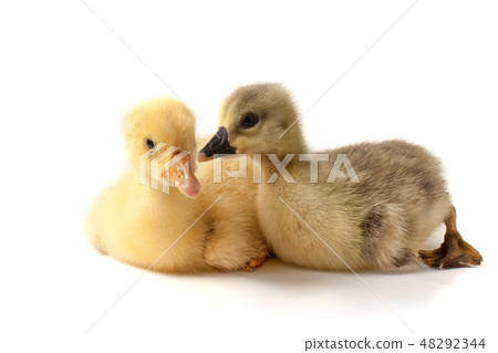 two little gosling isolated on white background two little gosling isolated on white background 48292344
